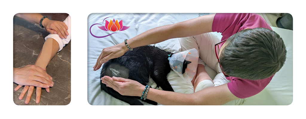 séance humain et chat